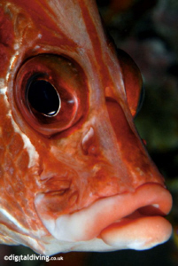 "Red Face" a portrait of a Giant Squirrelfish taken in th... by David Henshaw 